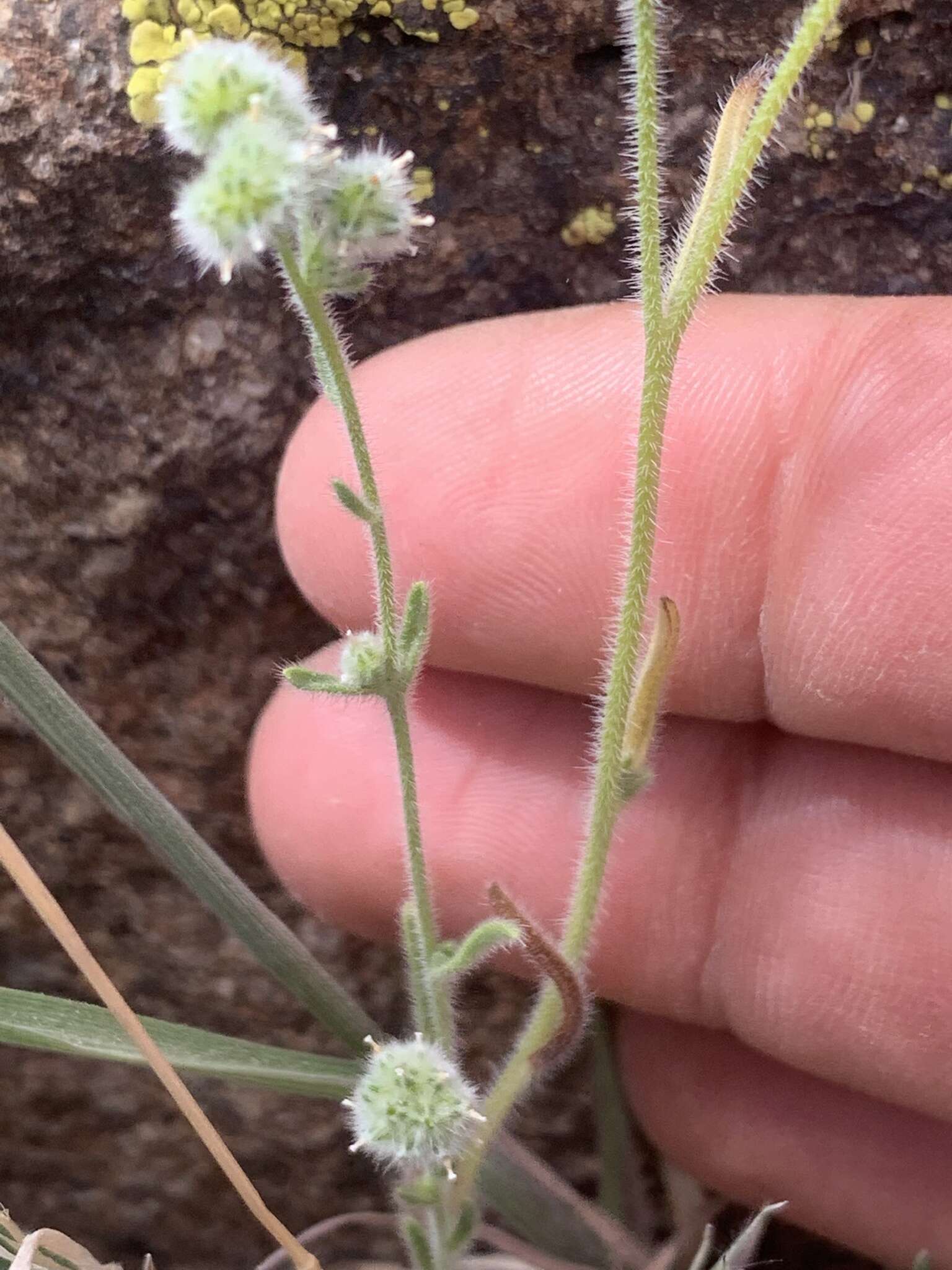 صورة Cryptantha gracilis Osterh.