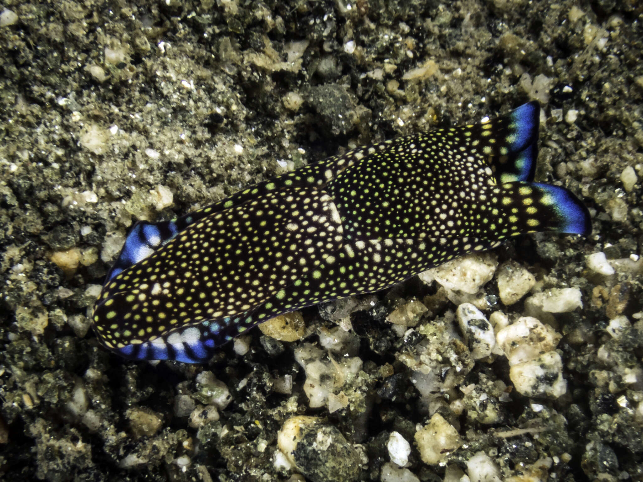 Image of Tubulophilinopsis reticulata (Eliot 1903)