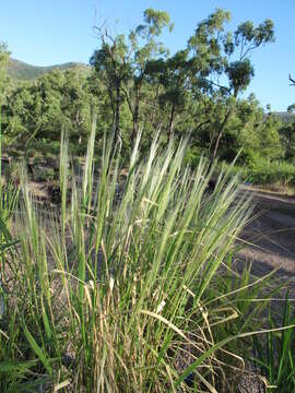 Image of brownbeard rice