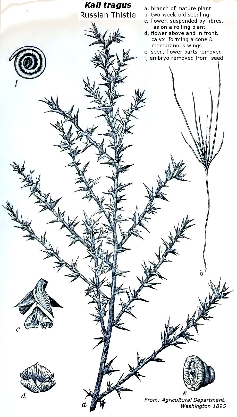 Image of Prickly Russian-Thistle