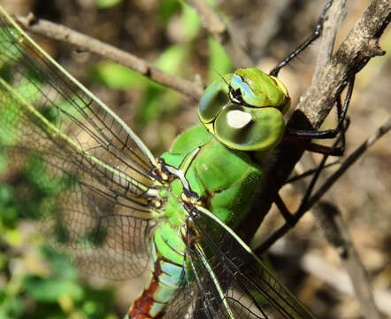 Image of Blue Emperor