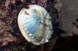 Image of pink abalone