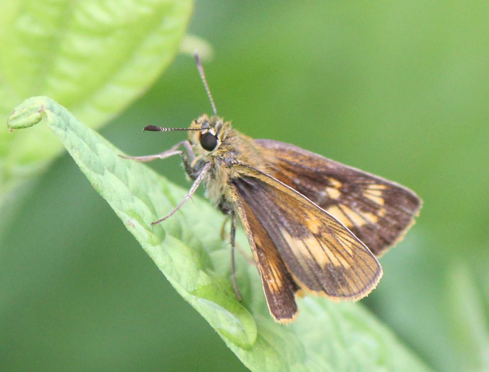 Ochlodes ochracea Bremer 1861 resmi