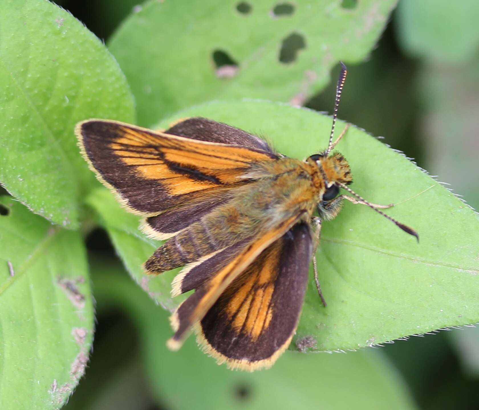 Ochlodes ochracea Bremer 1861 resmi