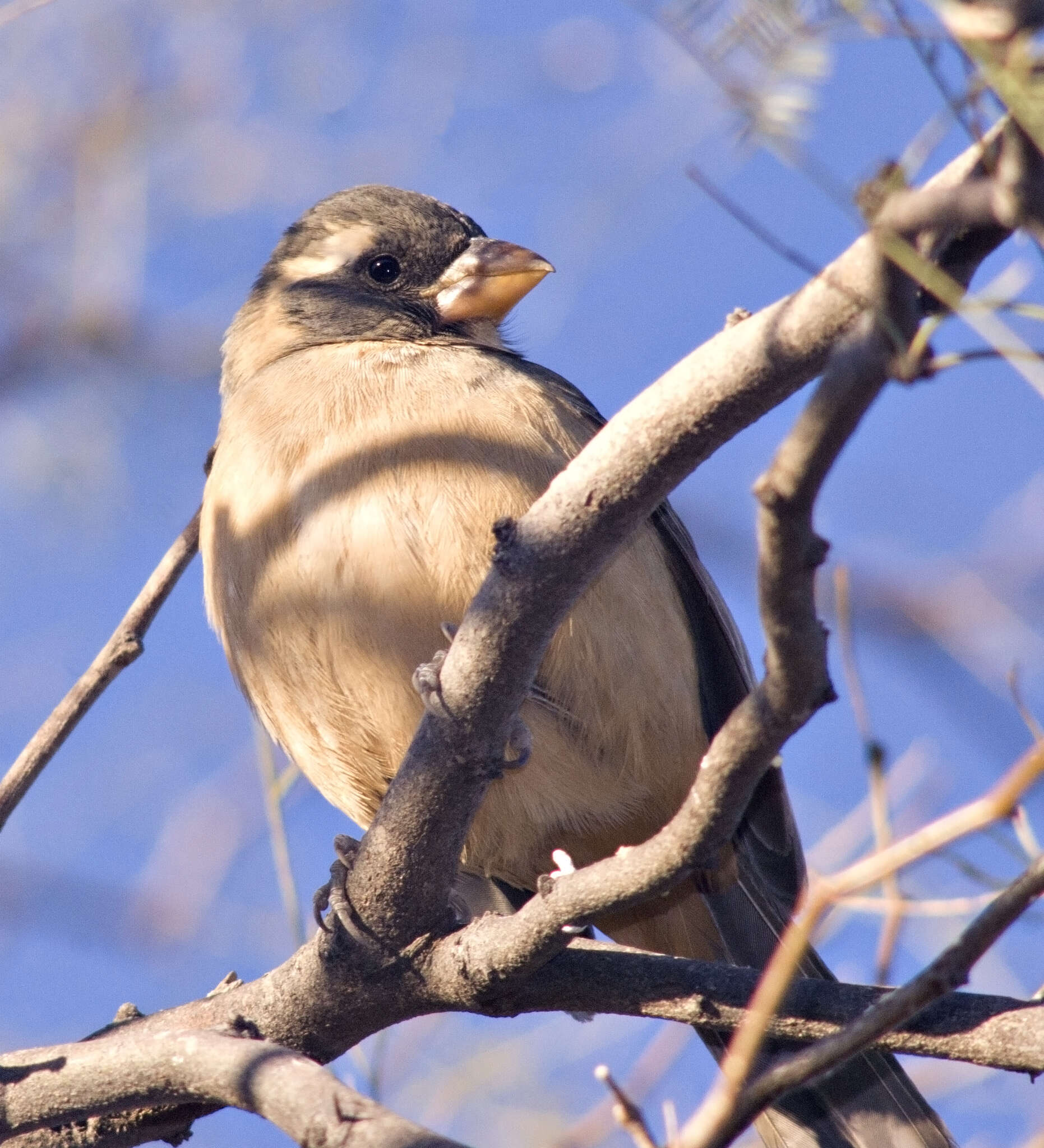 Image of Golden-billed Saltator