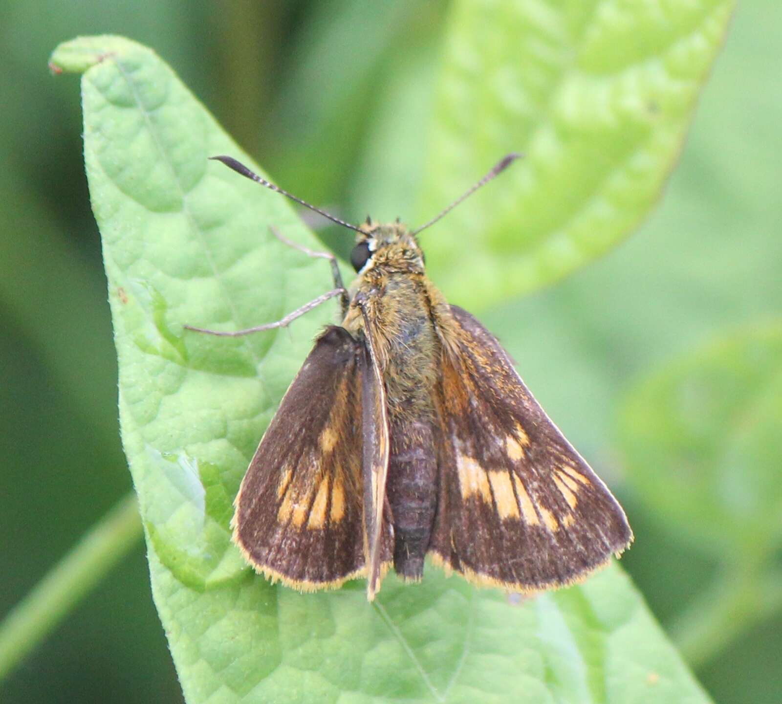 Ochlodes ochracea Bremer 1861 resmi