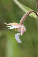 Imagem de Epipactis palustris (L.) Crantz