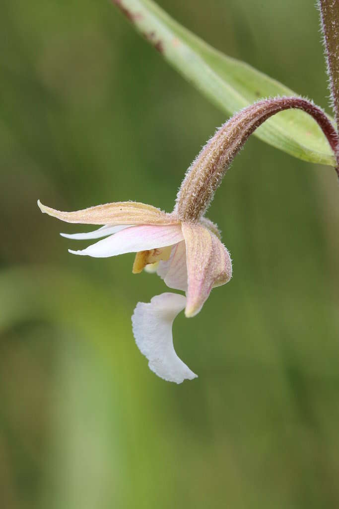 Imagem de Epipactis palustris (L.) Crantz