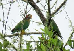 Image of Brown-hooded Parrot