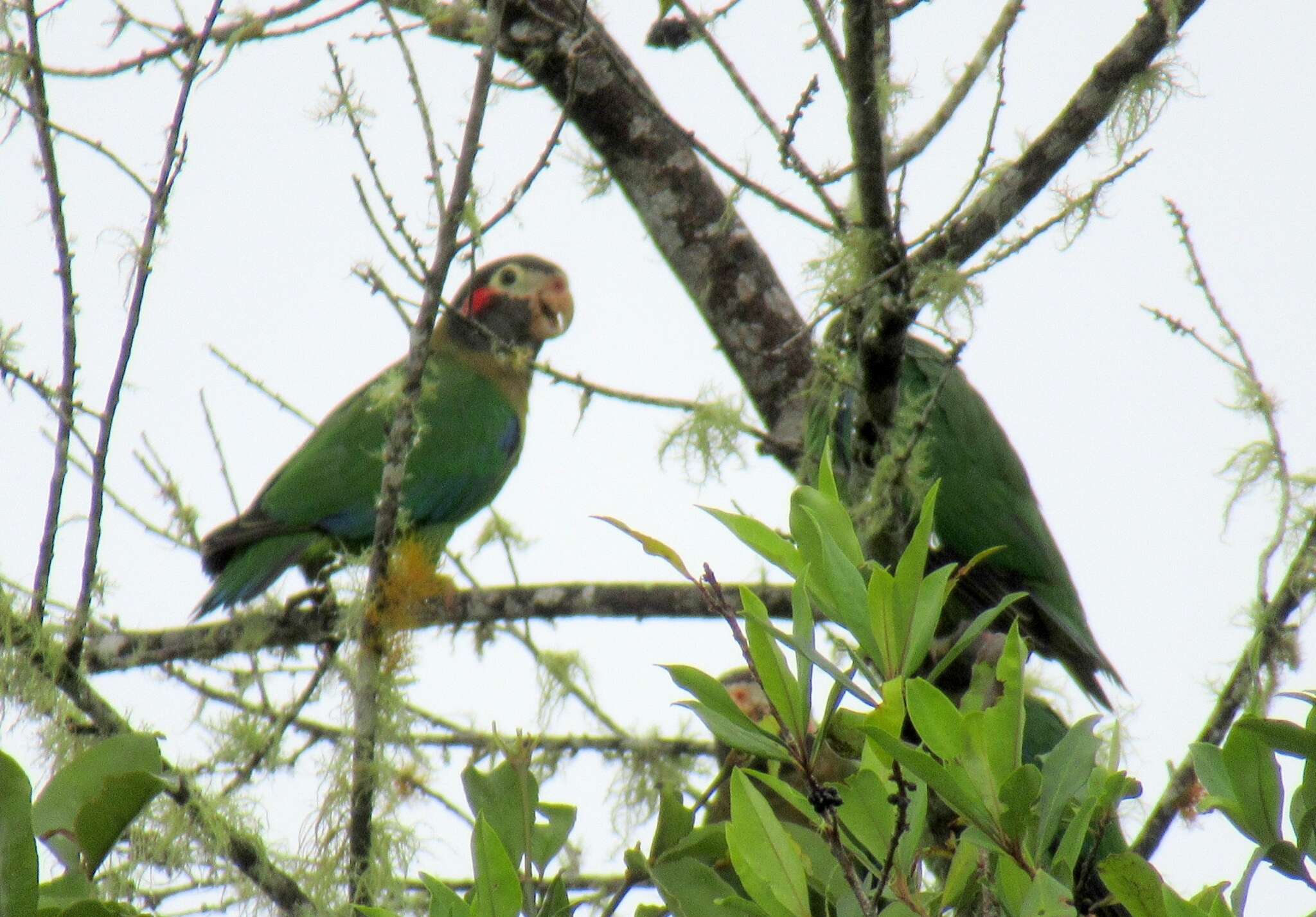 Image of Brown-hooded Parrot