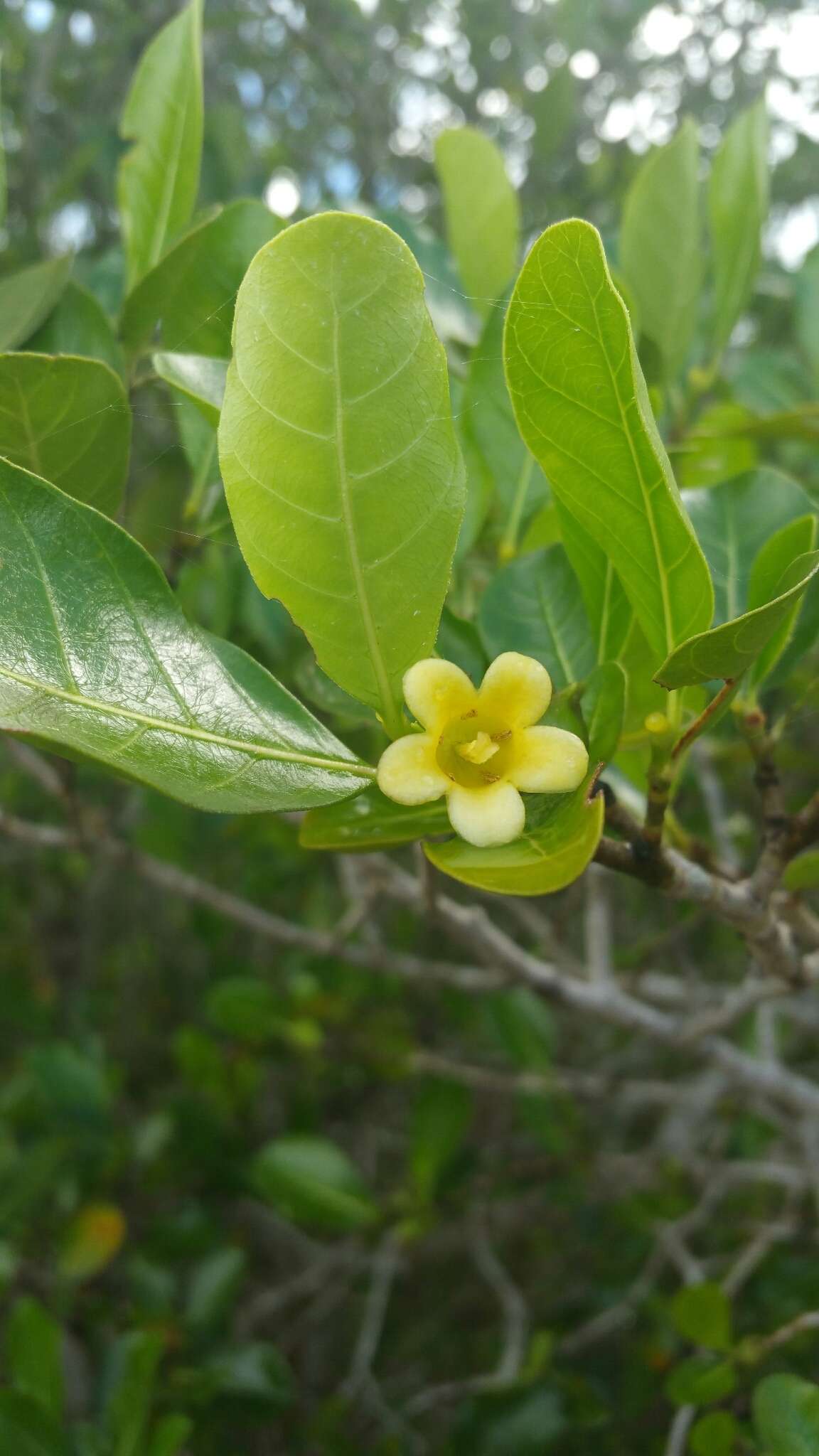 Gardenia rutenbergiana (Baill. ex Vatke) J.-F. Leroy的圖片