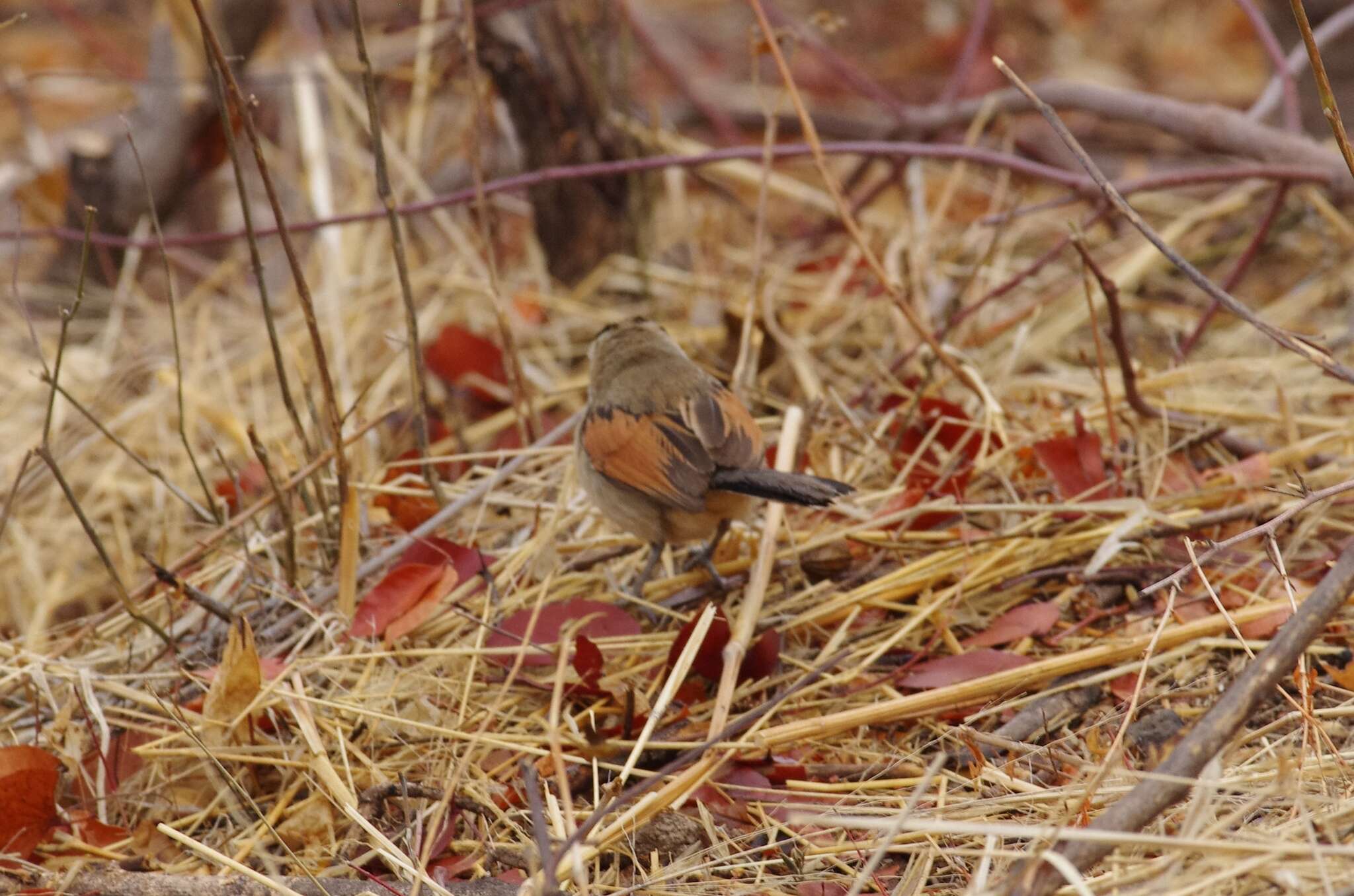 Image of Brown-crowned Tchagra