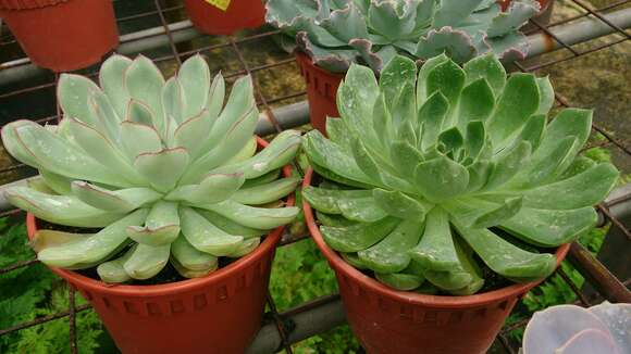 Image of Echeveria pulidonis Walther