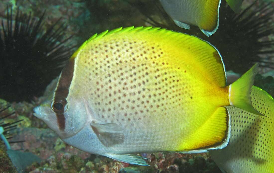 Image of Crochet Butterflyfish