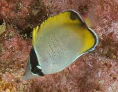 Image of Crochet Butterflyfish