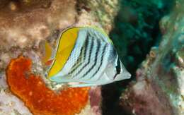 Image of Atoll Butterflyfish