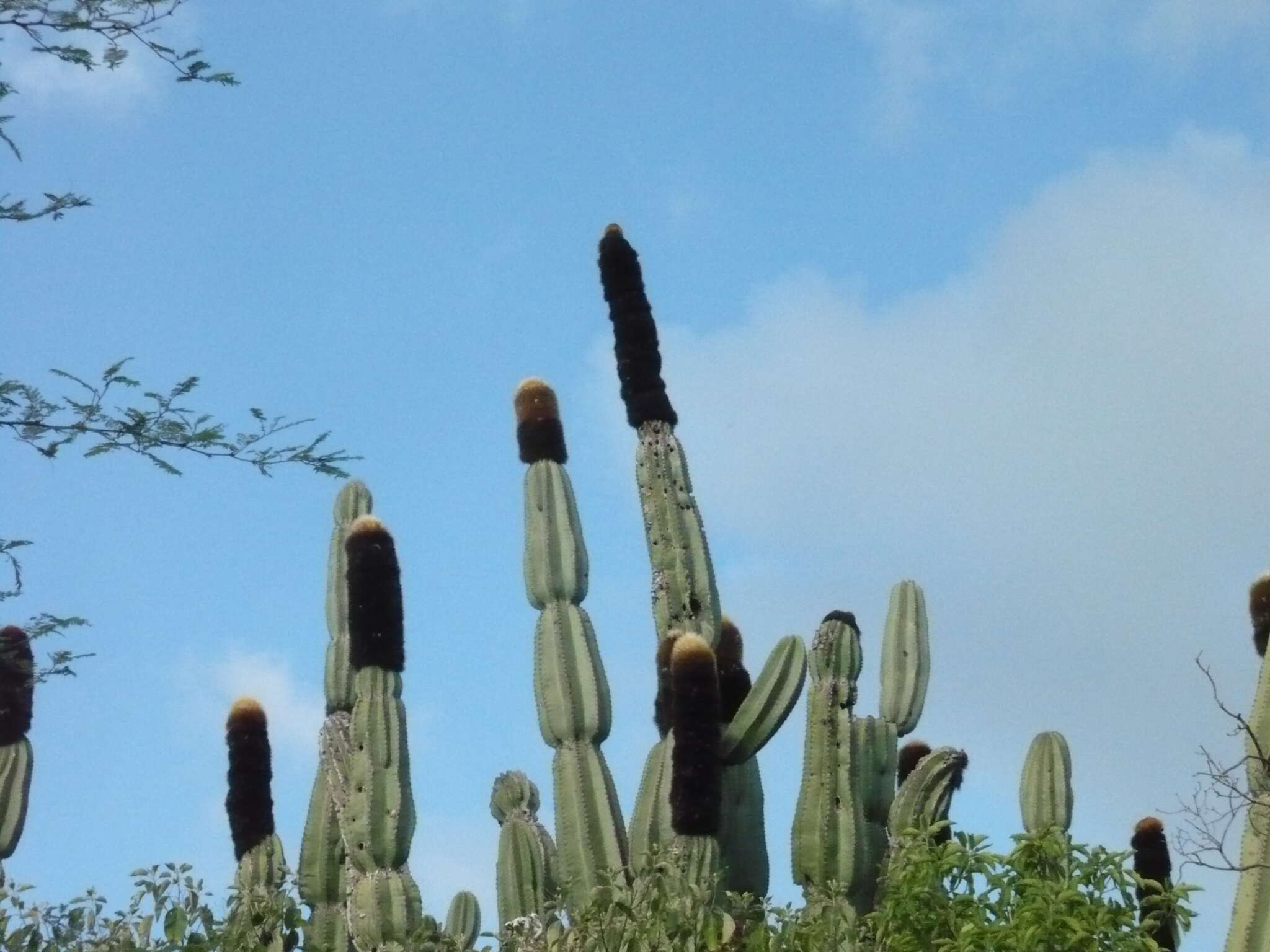 Image of Grenadier's Cap Cactus