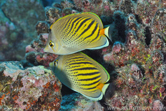 Image of Dot and dash Butterflyfish