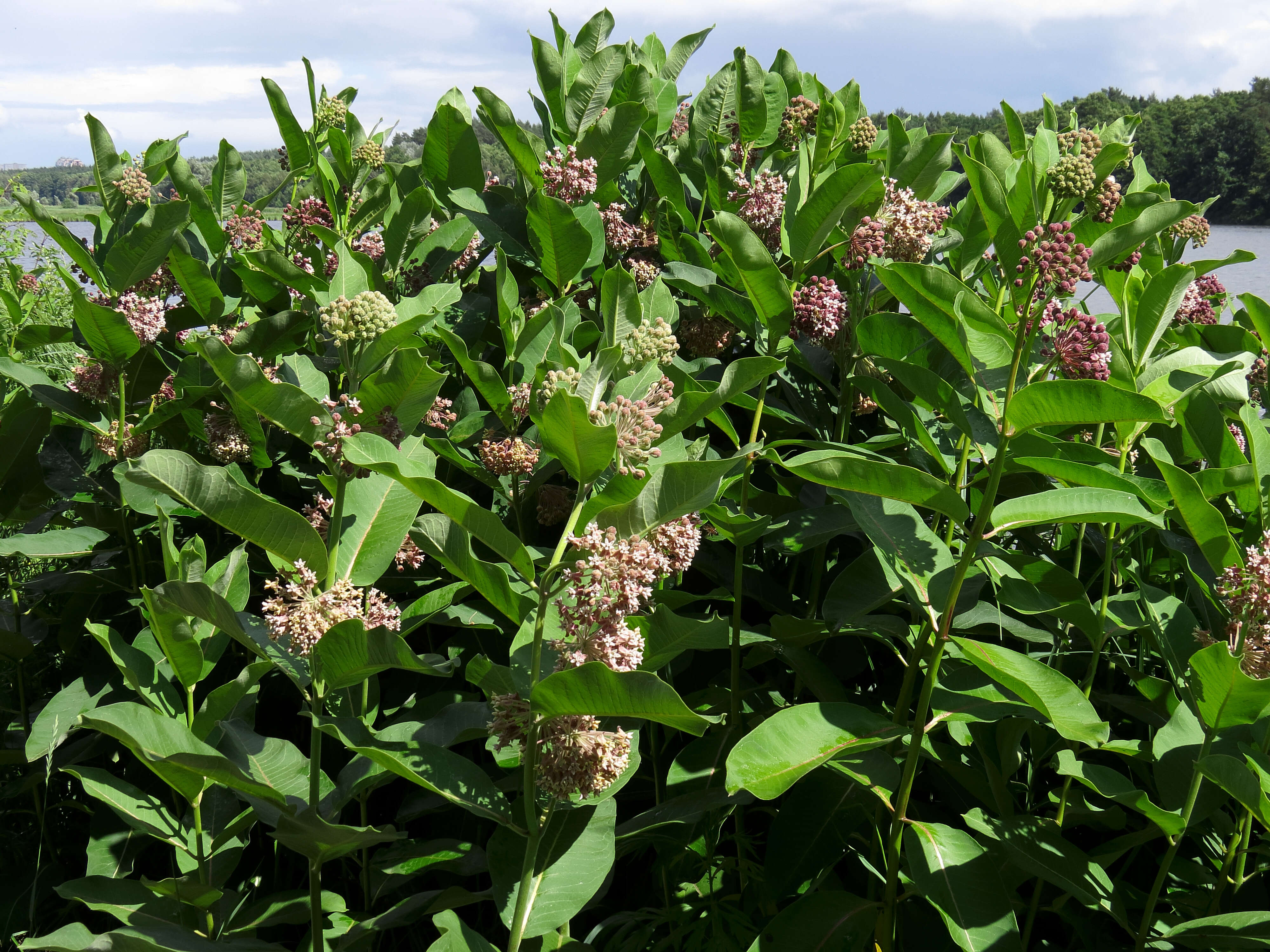 Image of common milkweed