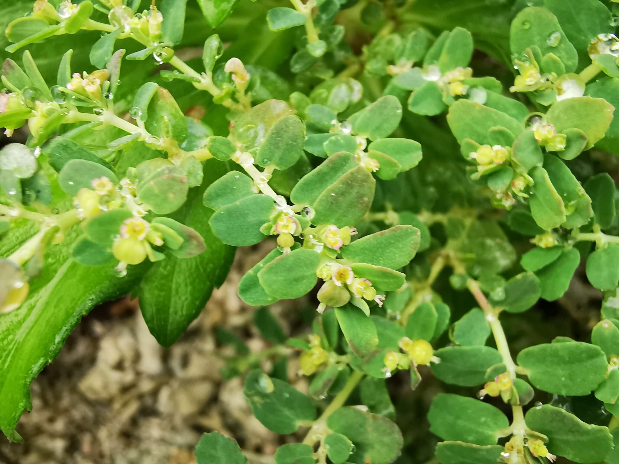 Слика од Euphorbia cozumelensis Millsp.