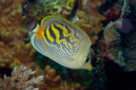 Image of Dot and dash Butterflyfish