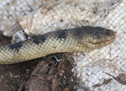 Image of Annulated Sea Snake