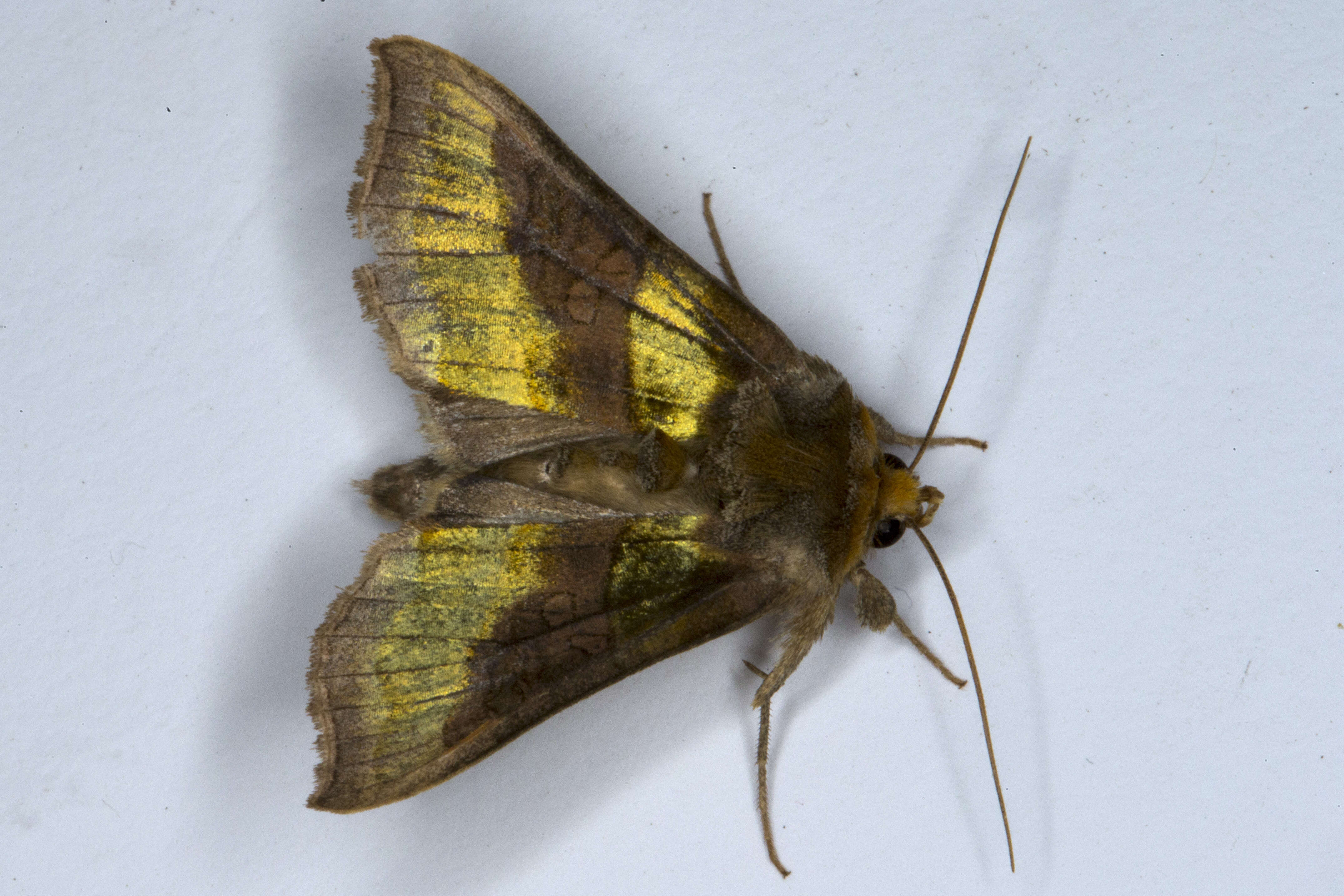 Image of burnished brass