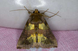 Image of burnished brass