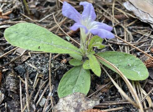 Image of Carolina wild petunia