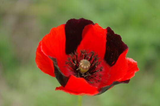 Sivun Papaver schelkovnikovii Busch kuva