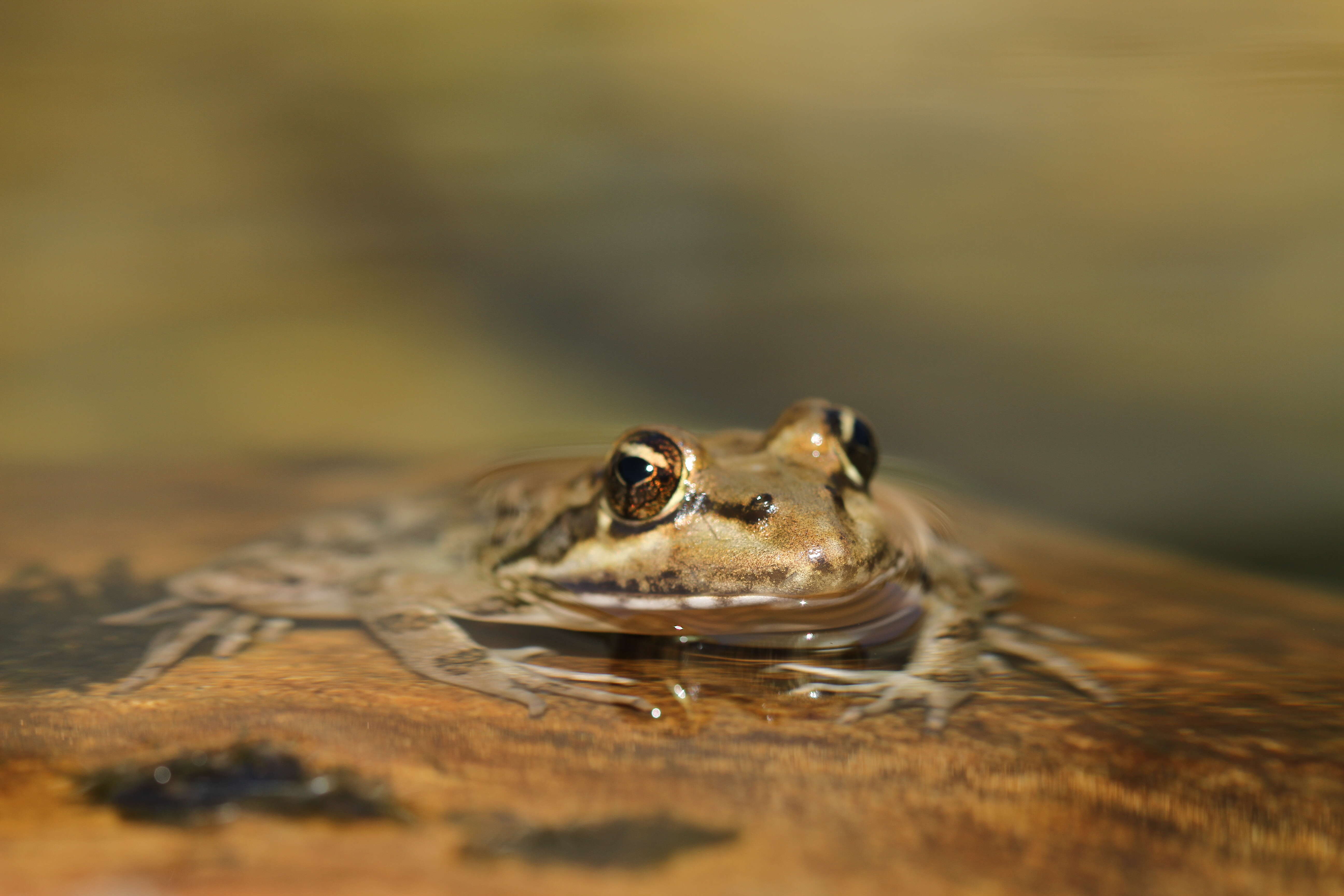 Image of Gray's Stream Frog