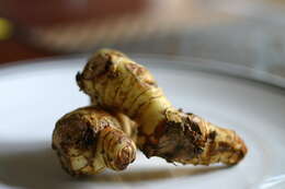 Image of lesser galangal