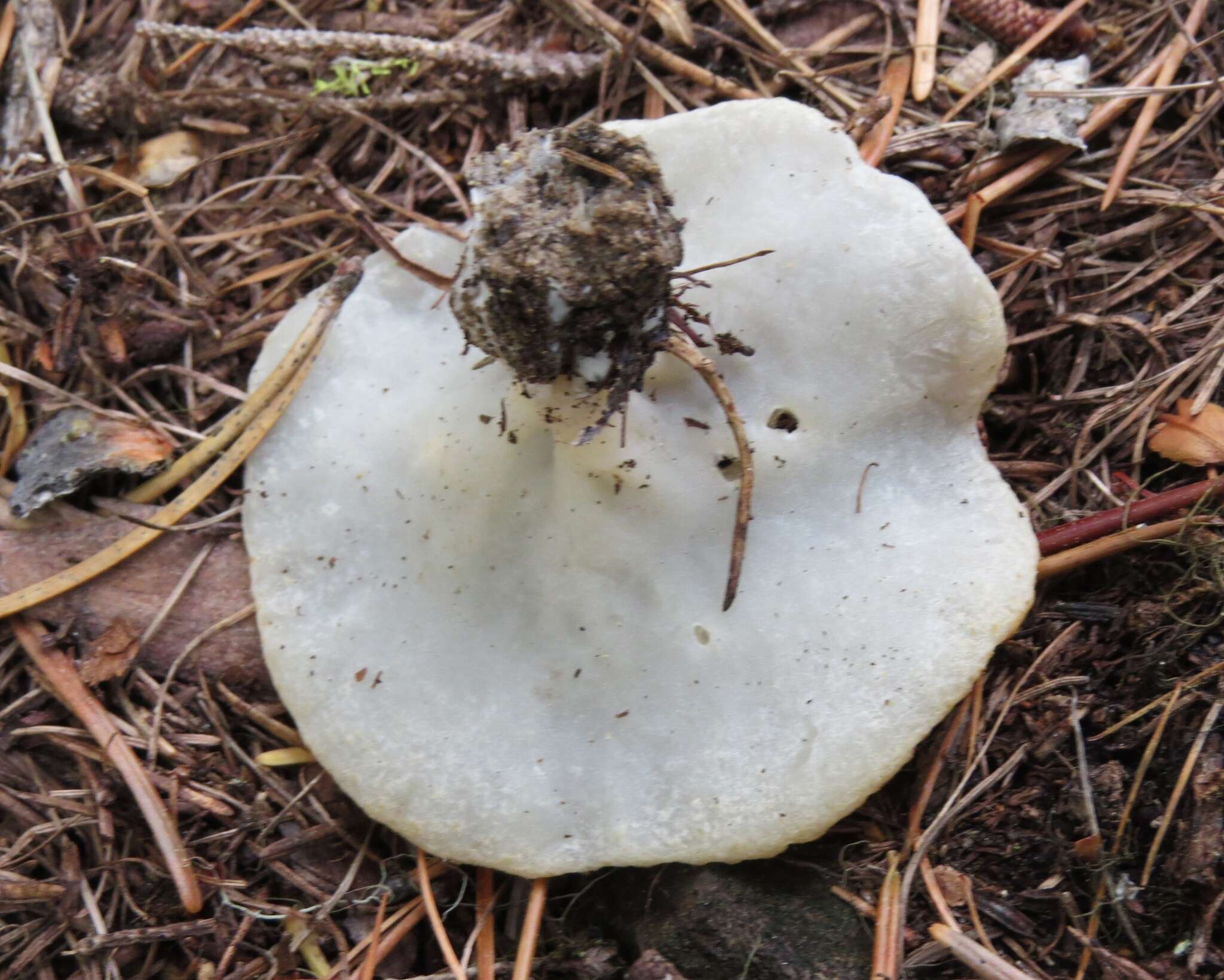 Imagem de Gyromitra melaleucoides (Seaver) Pfister 1980