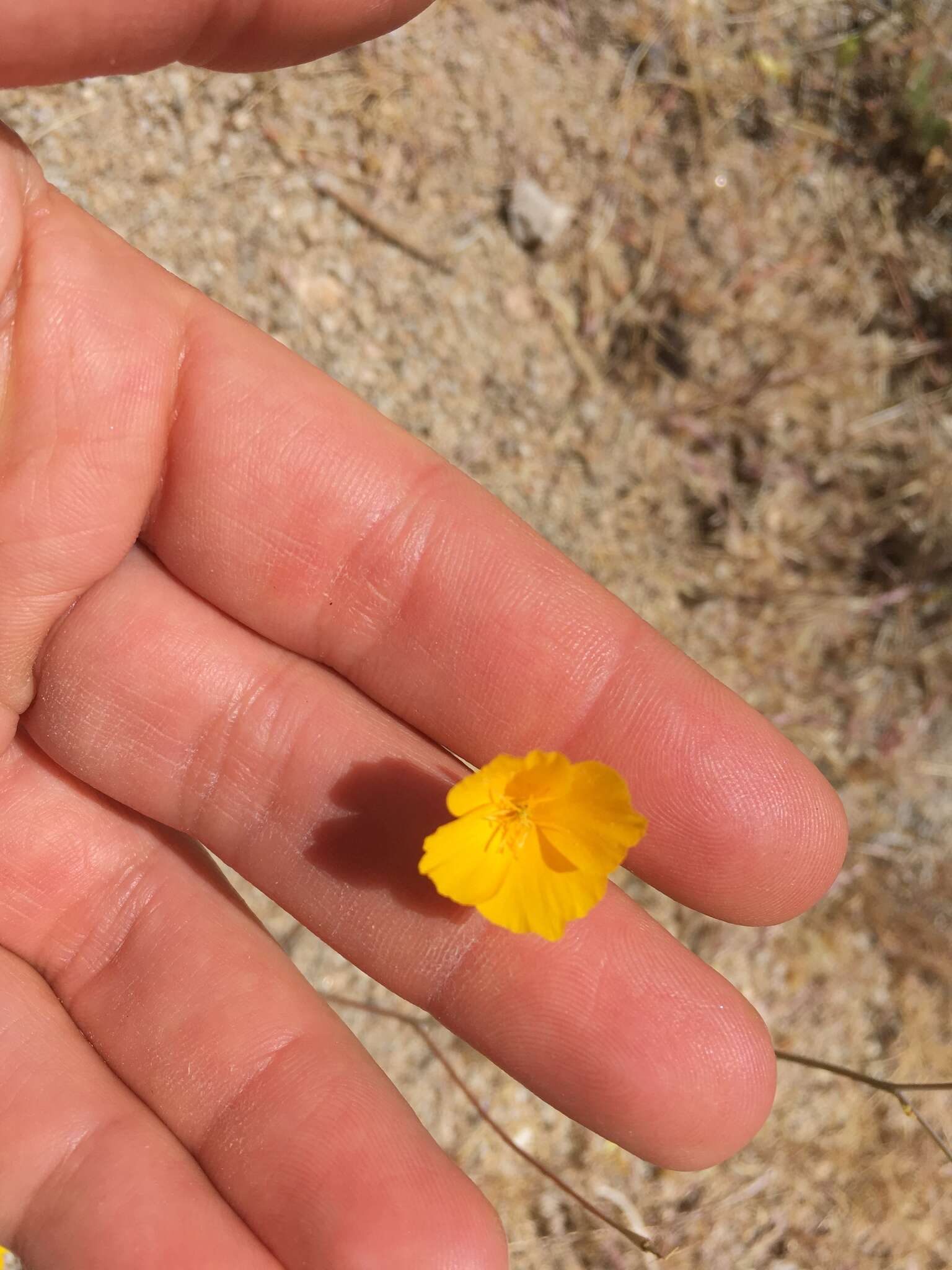 Image of Eschscholzia androuxii Still