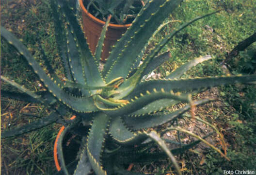 Image of candelabra aloe
