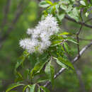 صورة Fraxinus sieboldiana Blume