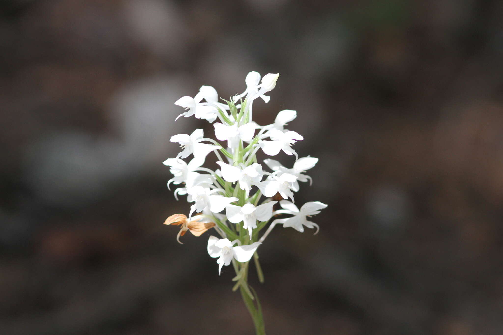 Imagem de Habenaria roxburghii Nicolson