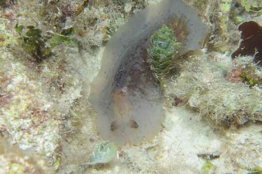 Image of Dendrodoris krebsii (Mörch 1863)