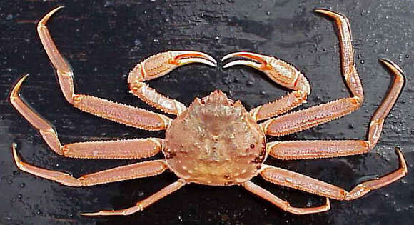 Image of Bairdi crab