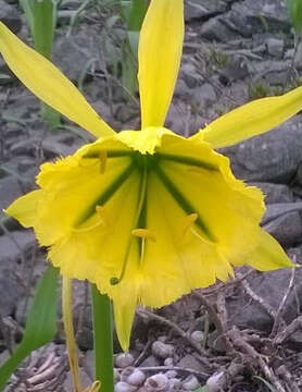 Image of Ismene amancaes (Ruiz & Pav.) Herb.