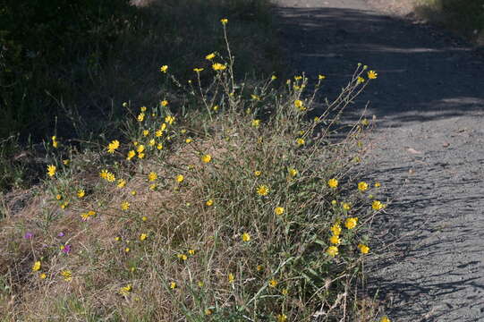 Image of hairy gumweed