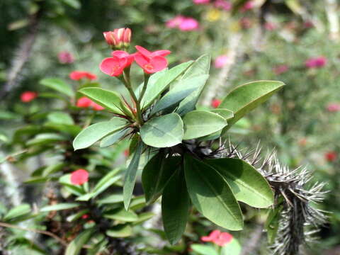 Image of Christ plant