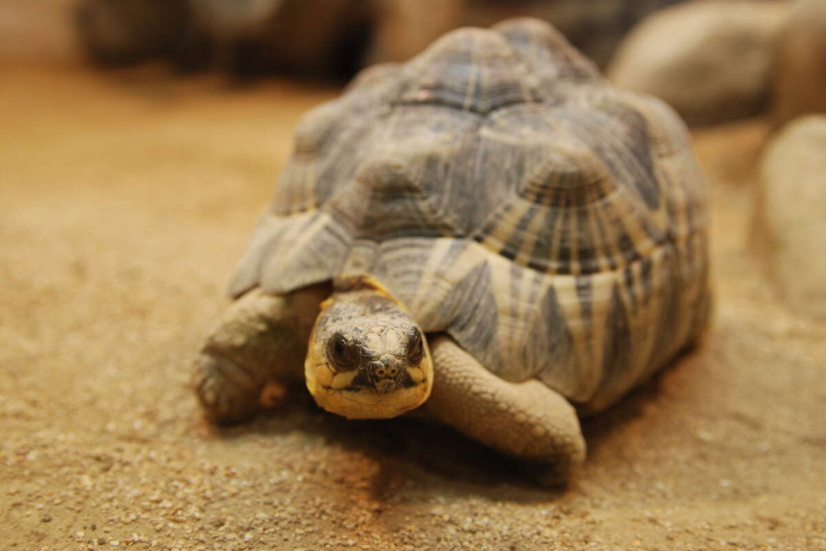 Image of Radiated Tortoise