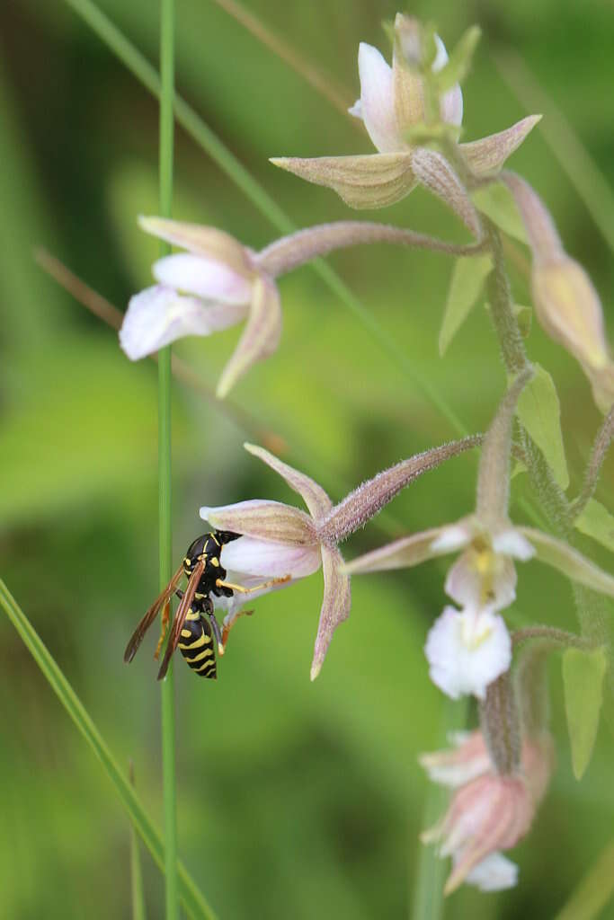 Imagem de Epipactis palustris (L.) Crantz