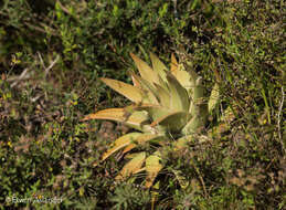 Haworthia resmi