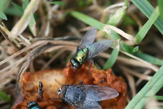 Image of Neomyia