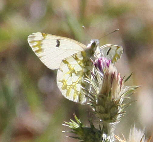 Euchloe ausonides (Lucas 1852) resmi