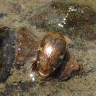 Image of Laccophilus maculosus decipiens Le Conte 1852