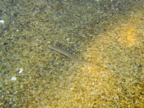 Image of Baleares Conger