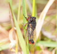 Image of Yoyetta spectabilis Emery, Emery & Popple 2019